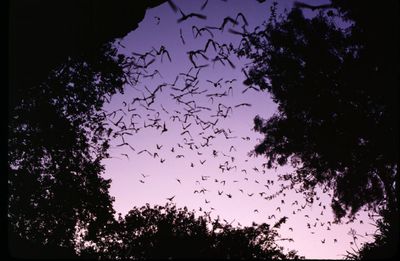 Eyes Up! The Bats of Bayou City