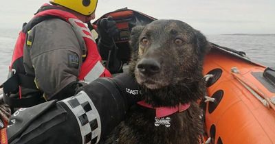 Dog miraculously rescued after falling from 75ft cliff on Irish coast