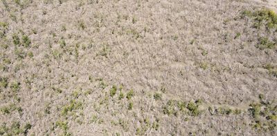 What caused the world's largest die-off of mangroves? A wobble in the Moon's orbit is partly to blame