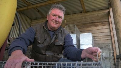 Community groups lead action on feral cat control, trapping in Tasmania