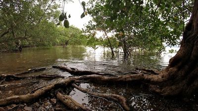 Moon wobble may have played a role in mangrove dieback, study suggests