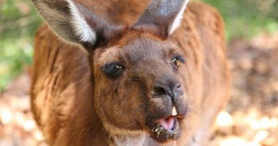 Elderly man dies after first suspected deadly kangaroo attack in 86 years