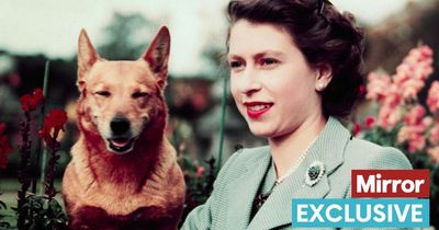 The Queen's corgis need 'best paw forward' to settle with Prince Andrew, says The Dogfather