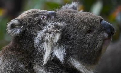 ‘Green Wall Street’ in Australia won’t save the planet. Markets value profits, not platypuses