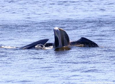 Spotting whales close to the city