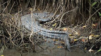 Proposal to remove crocodiles from Queensland waterways prompts 'complacency' warnings