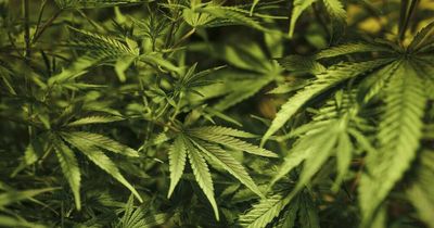 Researchers want your home-grown Canberra cannabis for free testing