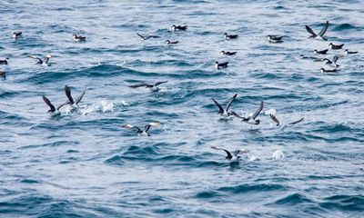 September gales bring seabirds to Britain’s shores