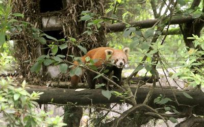 Darjeeling zoo recognised as best in India