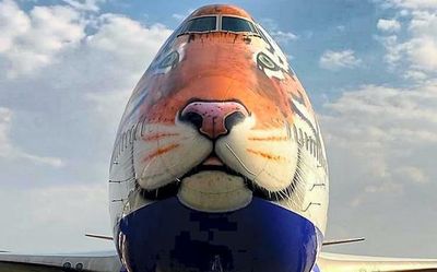 Specially customised B747 jumbo jet arrives in Namibia to bring eight cheetahs to India