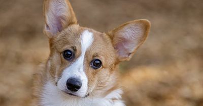 'My corgi is not a tourist attraction - stop blowing kisses and waving at her'
