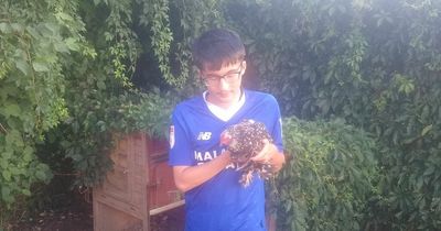 Autistic teenager distraught after council orders pet chickens to be rehomed after neighbour noise complaint