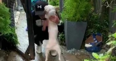 Heartwarming moment dog is reunited with owners after being 'stolen' from garden