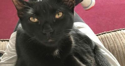 Family heartbreak as beloved cat dies after being shot more than 100 times