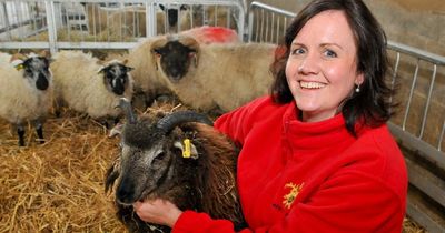 Trio of rare lambs arrive in Ayrshire