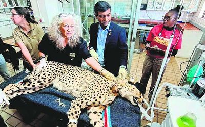 PM Modi to release cheetahs brought from Namibia in Madhya Pradesh's Kuno National Park