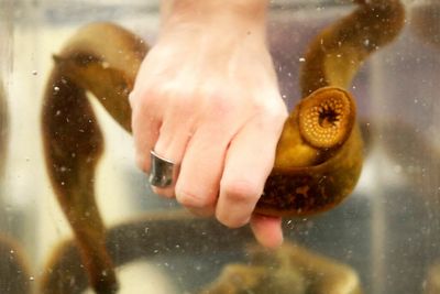Lampreys taking over the Great Lakes