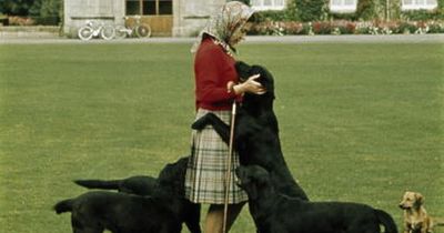 Watch: The Queen's love of Labradors revealed, including one she called Garry