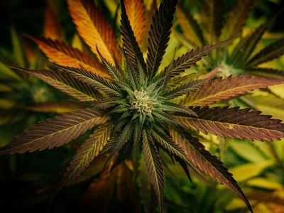 Freedom Cannabis To Acquire Boaz Pharma
