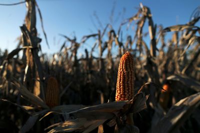 Argentina corn planting stalled as 'great drought' fears rise