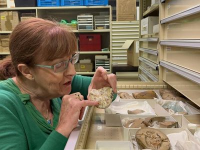 Jaw-dropping fish heart fossil found in WA