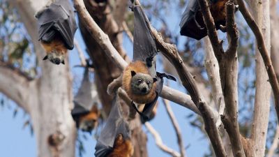 Flying fox habitat restoration project designed to lure bats away from Bathurst