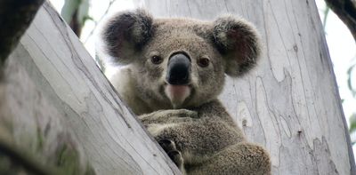 Friday essay: the koala – when it's smart to be slow