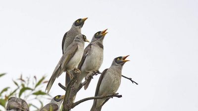 Noisy miners are one of Australia's 'most hated birds'. How do we manage their booming population?