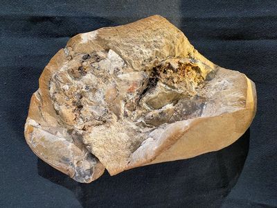 ‘Beautifully preserved’ 380-million-year-old fish heart fossil found in reef