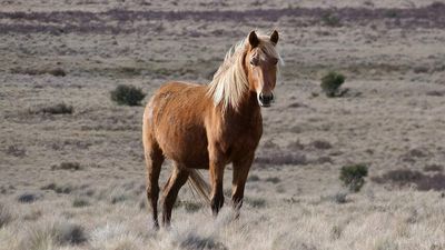 NSW Environment Minister asks for an evaluation of wild horse management plan in Kosciuszko National Park