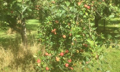 Country diary: A heathery summit and a bumper apple harvest