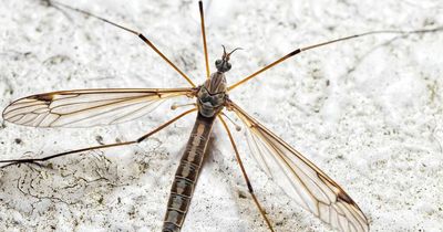 Experts say billions of daddy long legs to invade our homes in next two weeks