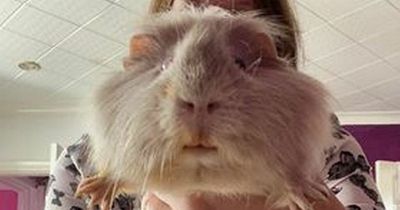 'My gigantic guinea pig could possibly be the largest in the UK'