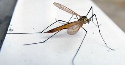 Brits warned 200 billion daddy long legs could invade UK homes in next two weeks