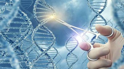 Intellia, Other CRISPR Stocks Hammered On Safety Concerns In New Gene-Editing Test