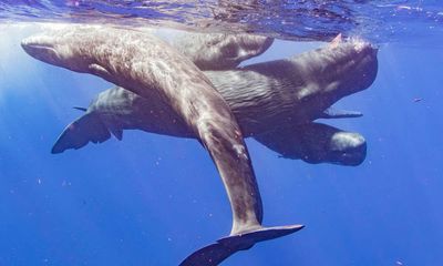 ‘Aural tattoos’: sperm whales use sounds to signal social identity, say scientists