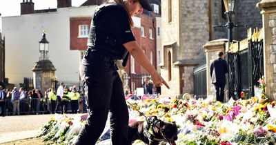 Arrests now in double-digits for biggest police operation in Met’s history for Queen’s funeral