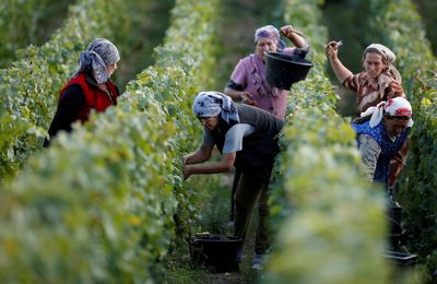 Growers see good wine vintage for Europe, stable volumes despite droughts