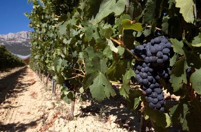 Just add water – or Coke Zero: why it’s OK to dilute strong red wine