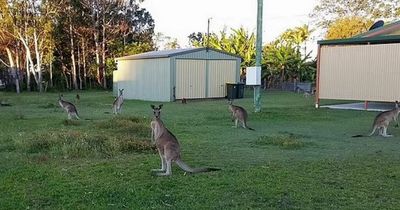 Small town under attack from 'evil' kangaroo mob as residents fight them with sticks