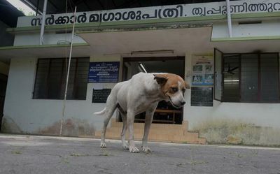 Kochi to curb stray dog menace