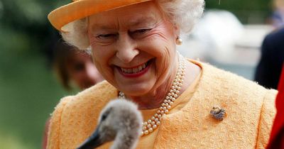 The Queen never actually owned swans and now they could pass onto a new owner