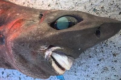 Rare deep-sea shark found in Australia branded ‘stuff of nightmares’