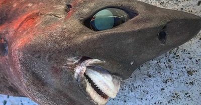 Bizarre-looking shark found 2000ft under the sea called 'stuff of nightmares'