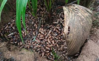 Idukki too falls prey to Giant African snail invasion