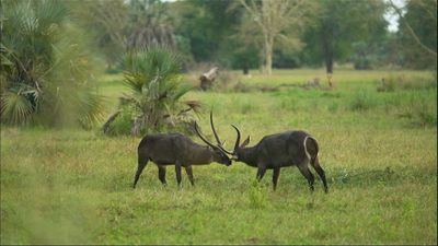 Reborn from the ashes: The revival of Mozambique's Gorongosa Park