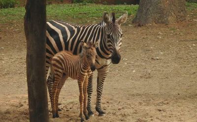 Mysuru zoo rated second best in CZA evaluation