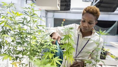 Cannabis courses being offered by more Illinois colleges as sales of legal marijuana and hemp products grow