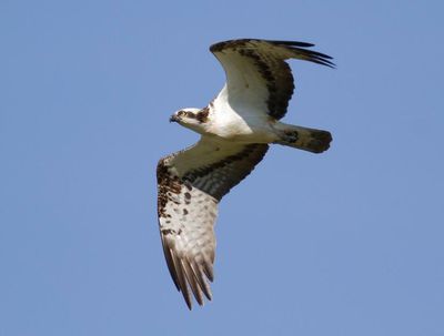 Scottish osprey found to have hitched a lift on two ships during migration