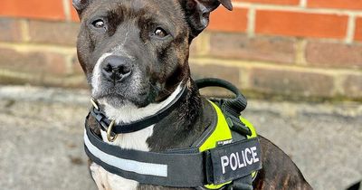 Rescue dog Roxy joins Royal protection team after being plucked from pound